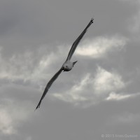 /album/mer/frida-dumont-img-2691-jpg/